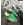 Zapatillas Adidas Gazelle Indoor - Imagen 1