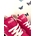 Zapatillas Puma Speedcat fucsia - Imagen 2